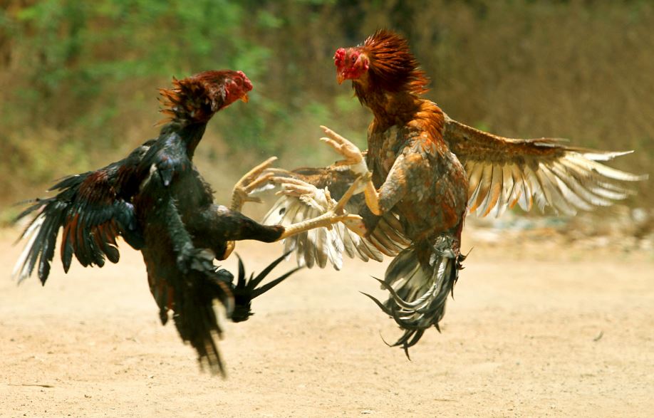 Đá gà cựa đòn truyền thống
